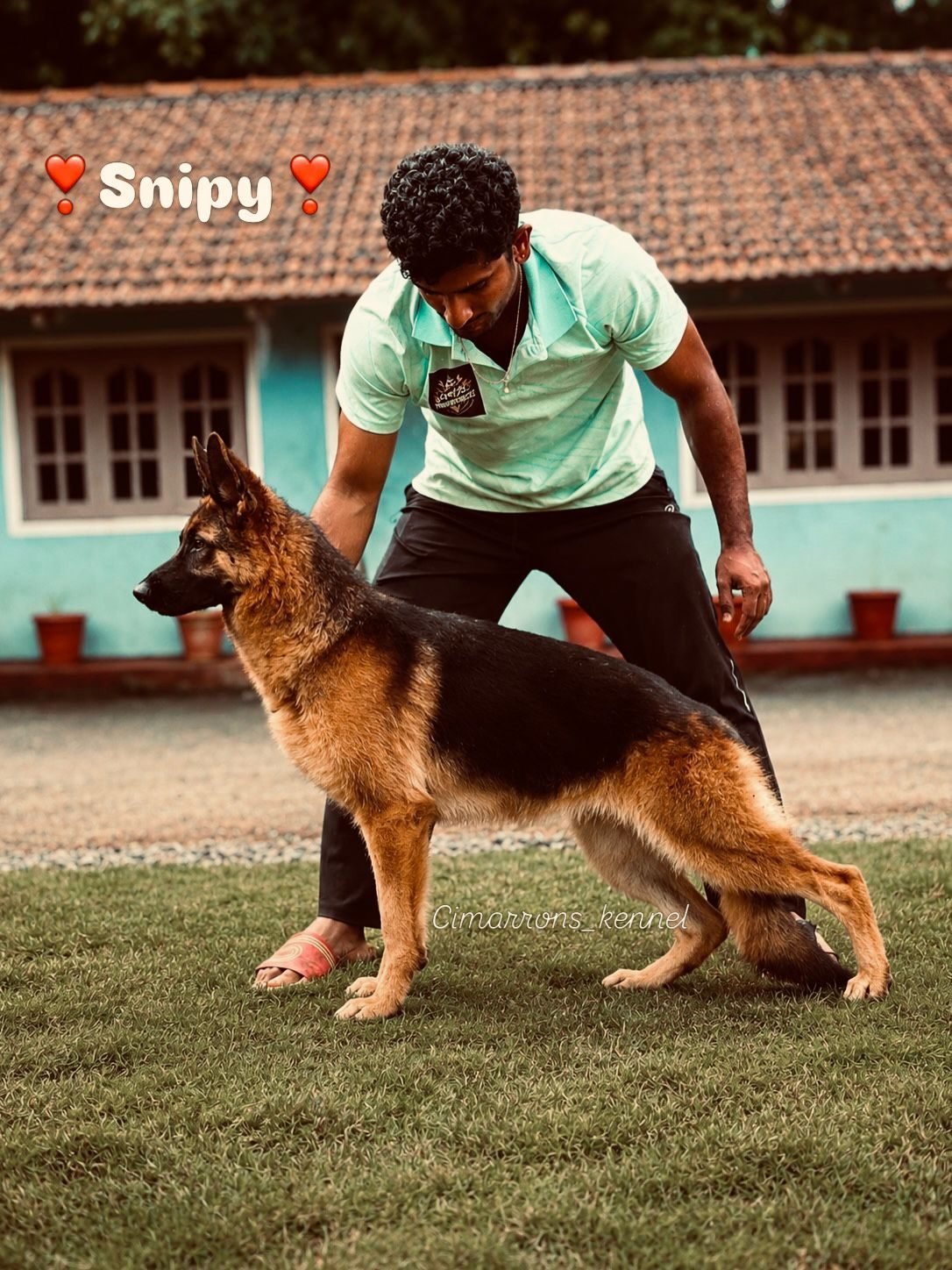German Shepherd standing for a conformation photo